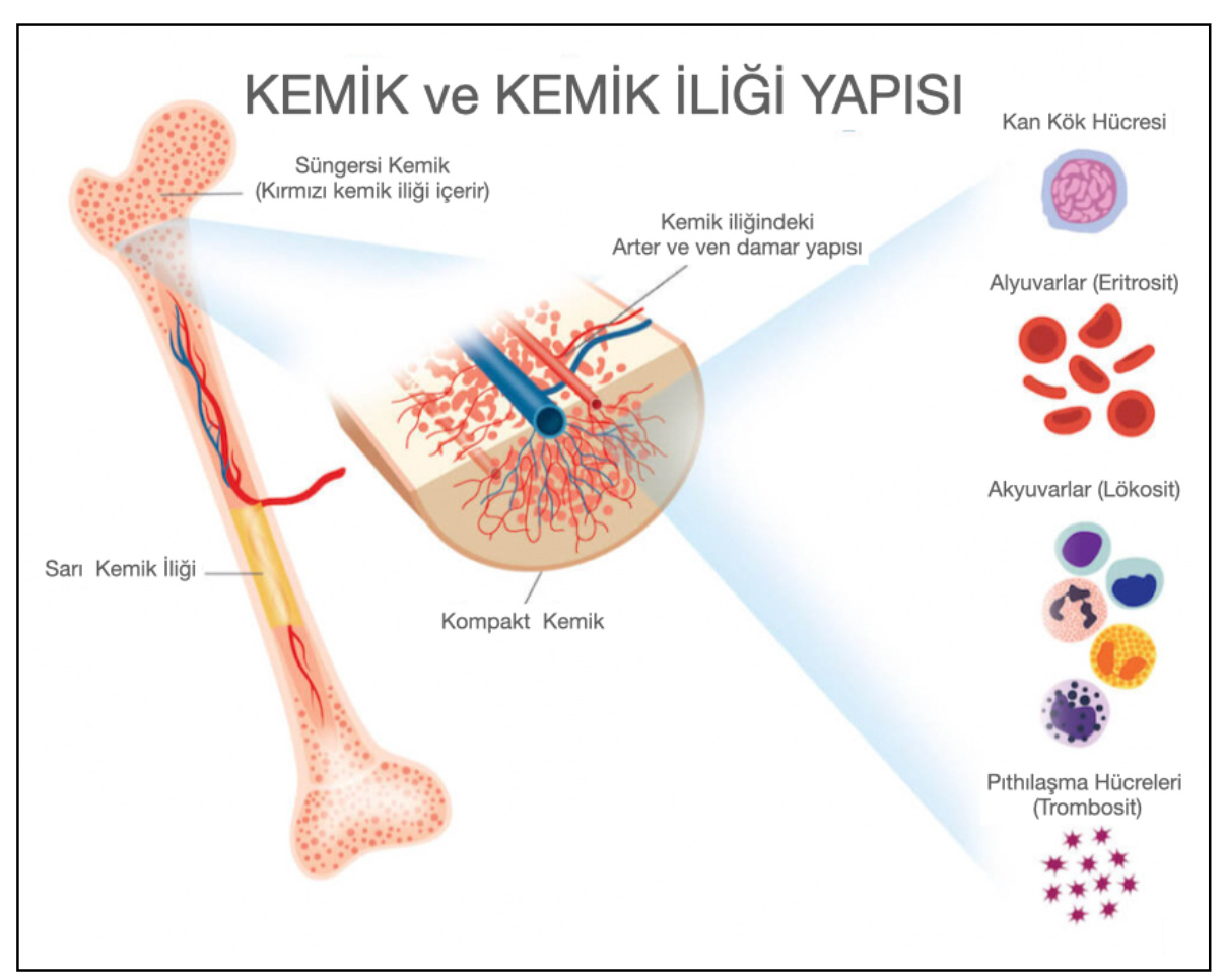 Mesane Kanseri Tedavisinde Sistemik İmmünoterapi Nedir? Hangi Temele Dayanır?