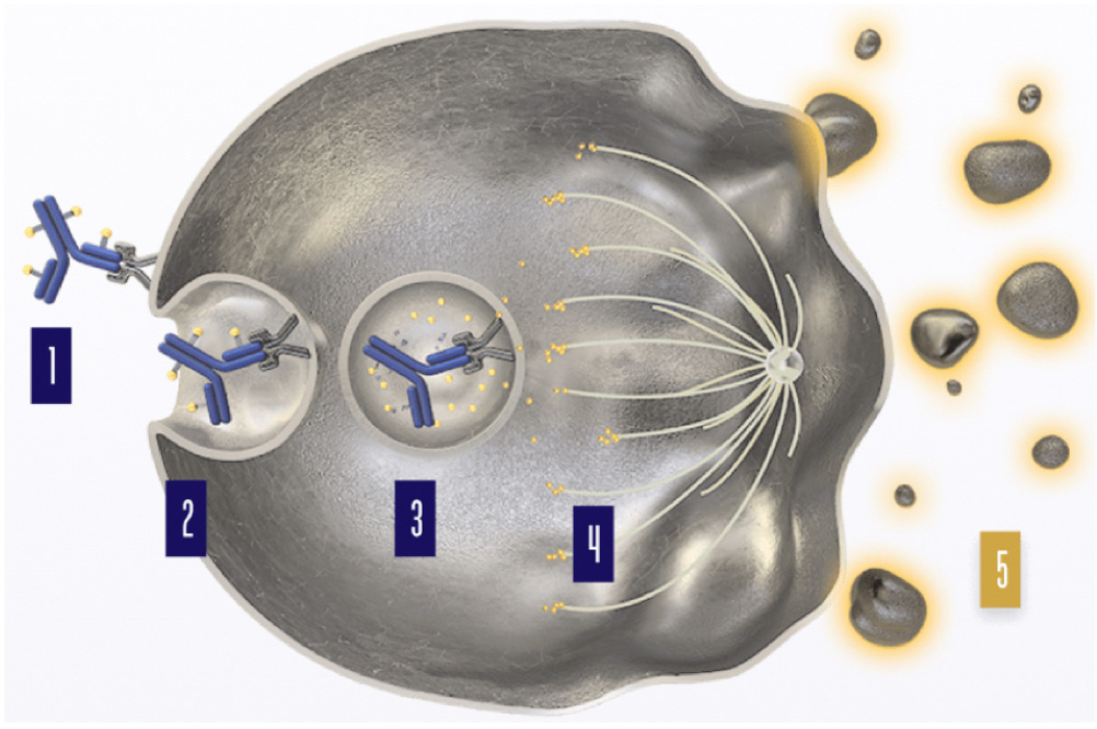 Kanser Tedavisinde ADC (Antibody Drug Conjugate ; TR: Antikor İlaç Bileşenleri)